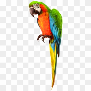 Free Png Download Parrot Transparent Png Images Background - Macaw Clipart