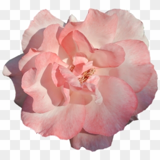 Flower Pink Rose Nature Beauty - Japanese Camellia Clipart