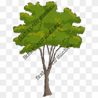Fia Trees Elevation 05 - Gambel Oak Clipart