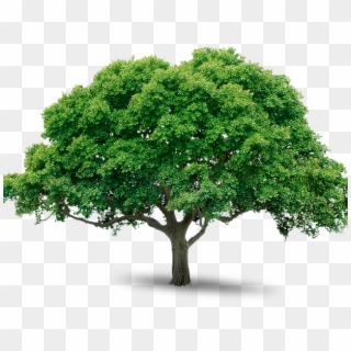 Tree Photos Free - Png Trees Free Download Clipart