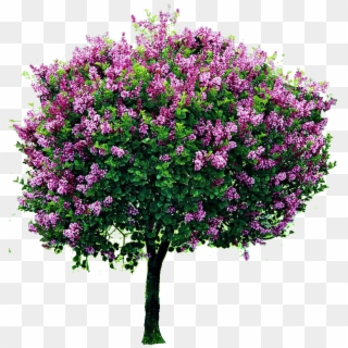 Png Cutout Tree - Dwarf Korean Lilac Tree Clipart