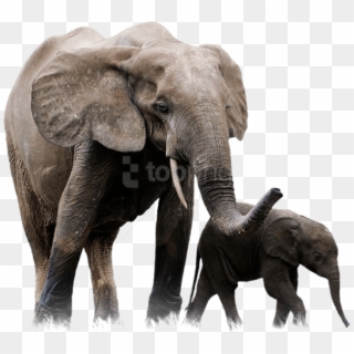 Free Png Download Elephant Png Images Background Png - African Forest Elephant Png Clipart