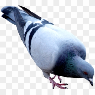 Thumb Image - Pigeon Png Clipart
