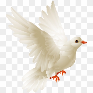 White Pigeon Png - White Dove Bird Clipart