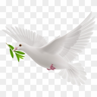 White Flying Pigeon Png Image - Pigeons And Doves Clipart