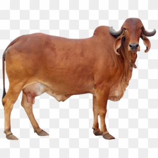 Distinctive Features Of Gir Cow - Gir Cow Sun Indian Clipart