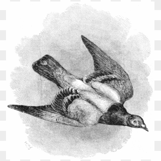 File - La Nature - 1874 - S1 - P069 - Le Pigeon Voyageur - Birds Aren T Real Large Clipart