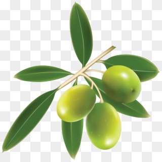 Green Olives Trio - Logo Clip Art Olive Leaves Vector Png Transparent Png