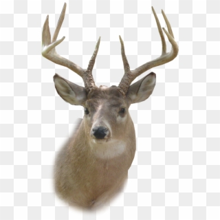 Deer Head Stencil - Deer Head Png Clipart