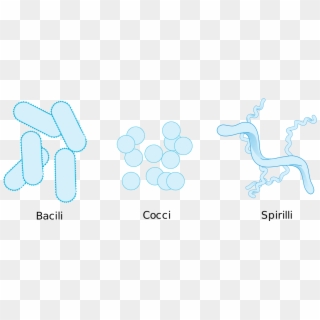 Bacteria Morphologic Forms Simplified - Shape Of Bacteria Clipart