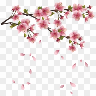 Download - Cherry Blossom Transparent Background Clipart