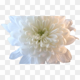 Beautiful Aesthetic People With White Flowers Pictures - Transparent Flowers White Clipart