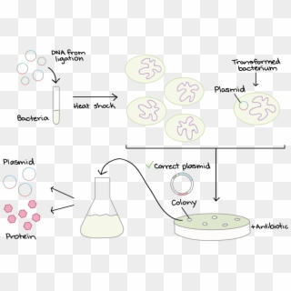Specially Prepared Bacteria Are Mixed With Dna - Transformacion Bacteriana Clipart