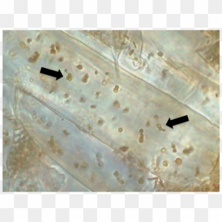 Root Cells Of Seedlings Of Phragmites Containing Endophytic - Seeds And Endophytic Bacteria Clipart