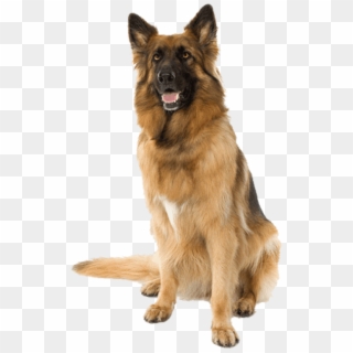 dog hd png