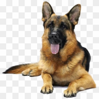 Image Dog, German, Deutsch, German Language - Cute Dog German Shepherd Clipart