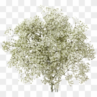 Baby's Breath Flowers Png Transparent Background - Cow Parsley Clipart