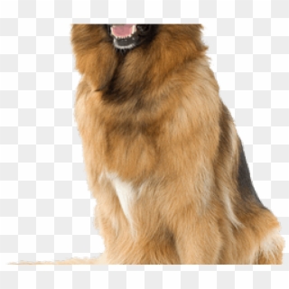 German Shepherd Clipart Transparent Background - Dog Png Background