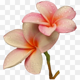 Png Freetoedit Flower Flowers Soft Raindrops Rain - Good Morning Araliya Flower Clipart