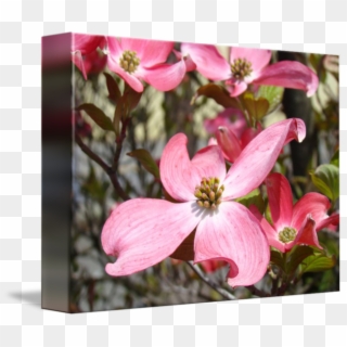 650 X 547 5 - Flowering Dogwood Clipart