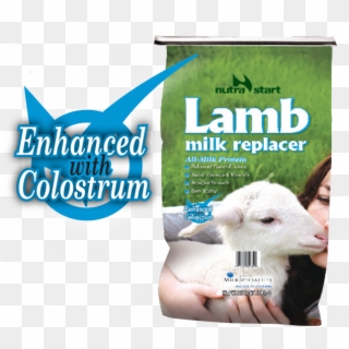 Lamb Milk Replacer Clipart