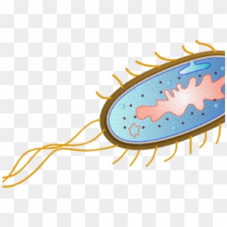 Escherichia Coli Clipart Microbiology - E Coli Bacteria Png Transparent Png