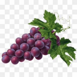Free Png Red Grape Png - Grape Png Clipart