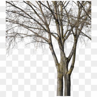 Deciduous Trees Group Winter Ii - Wood Clipart