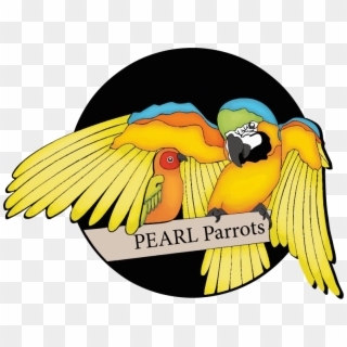 Pearl Parrot Clipart