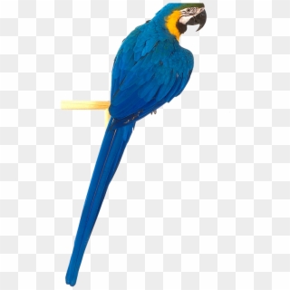 Parrot Clipart Blue And Yellow - Yellow Blue Parrot Png Transparent Png