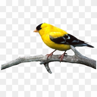 Bird Png Image Clipart