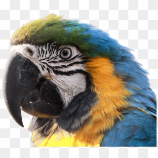De Papagaio Arara Azul Clipart