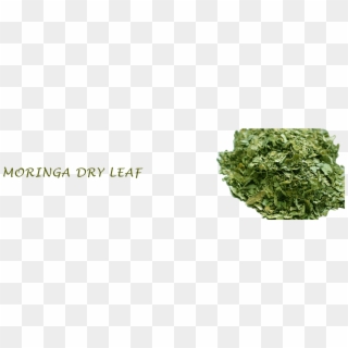 Second Slide - Dried Moringa Leaves Clipart
