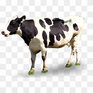 Cow Bulk Png Images - Dairy Cow Cow Png Clipart