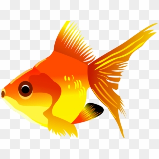 Drawn Goldfish Real Fish - Fish Clipart Transparent Background - Png Download