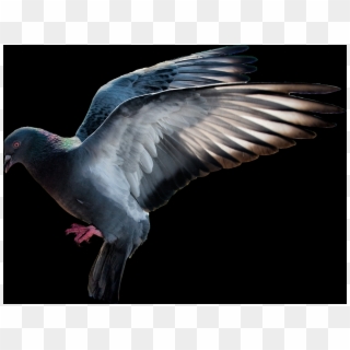 Flying Pigeon Png Clipart
