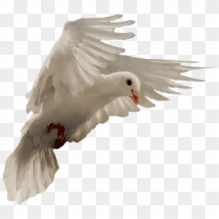 Pigeon Png - European Herring Gull Clipart