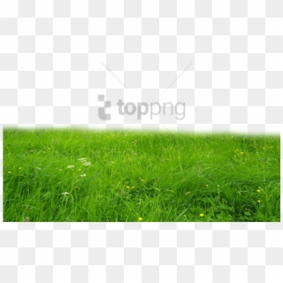 Free Png Download Grass Hd Png Images Background Png - Grass Png Clipart