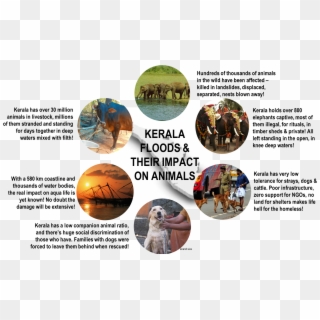 A Complexity Called Kerala In The Aftermath Of The - Tree Clipart