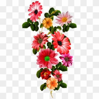 Vector,flower,vector Art,flower Vector,vector Flower - African Daisy Clipart