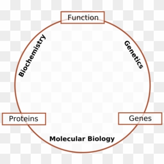 Molecular Biology Is The Branch Of Biology That Deals - Molecular Biology Clipart