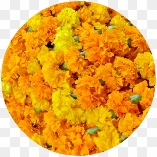 Marigolds, Orange And Yellow, Are The Traditional Flowers - Mimosa Clipart