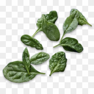 We'll Keep Tabs On Your Toppings - Spinach Clipart