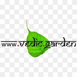 Garden Plants Online - Chai Garam Clipart