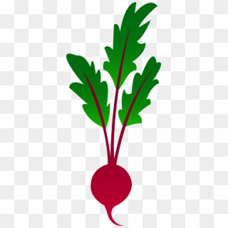 3470 X 8171 15 0 - Beet Clipart - Png Download