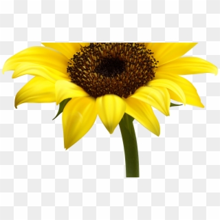 Sunflower Transparent Png Image Web Icons Png - Transparent Background Sunflower Png Clipart
