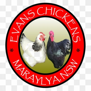 Evans Chickens Photos Backyard Chickens For Sale Sydney - Rooster Clipart