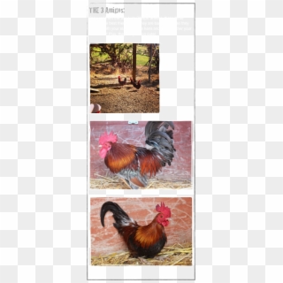 The 3 Amigos - Rooster Clipart