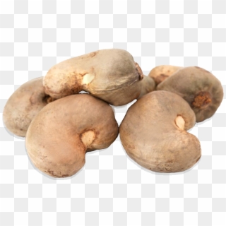 Our Flagship Product Is The Cashew Nut - Russet Burbank Potato Clipart