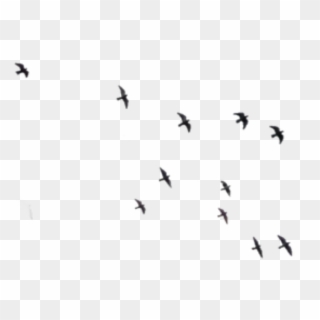 #ftestickers #birds #silhouette #animals #bird #animal Clipart